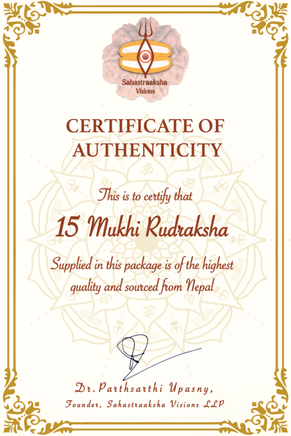 15 Mukhi Nepali  Rudraksha. Large Size. Collectors Item - Image 5