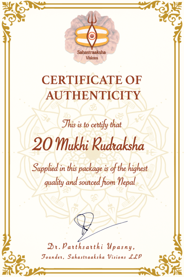20 Mukhi Nepali Rudraksha. Large. Super Collectors Size. - Image 5