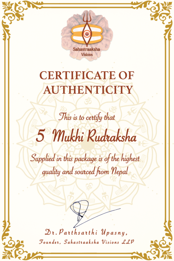 5 Mukhi Nepali Rudraksha - Image 4