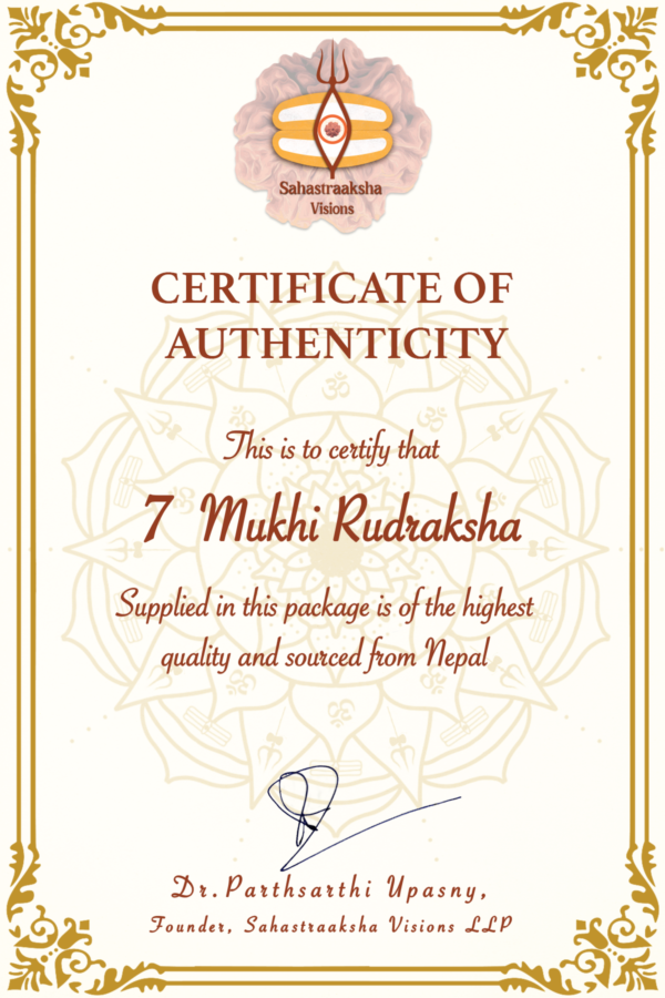 7 Mukhi Nepali Rudraksha. Regular Size. - Image 4