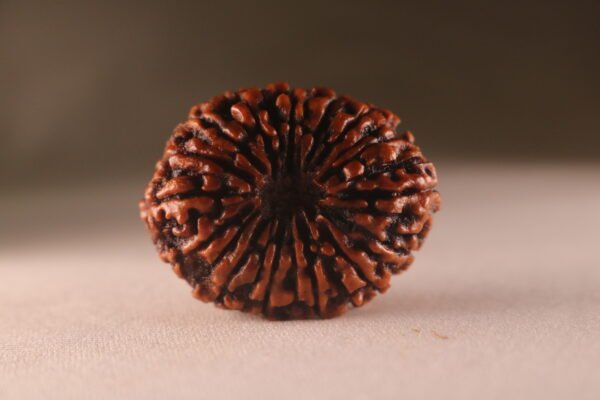 15 Mukhi Nepali  Rudraksha. Large Size. Collectors Item - Image 2