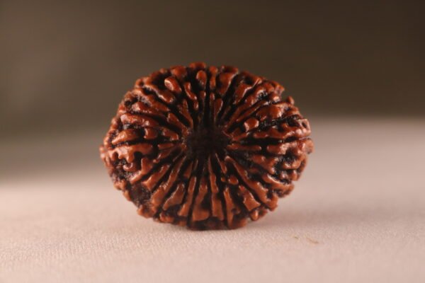 15 Mukhi Nepali  Rudraksha. Large Size. Collectors Item