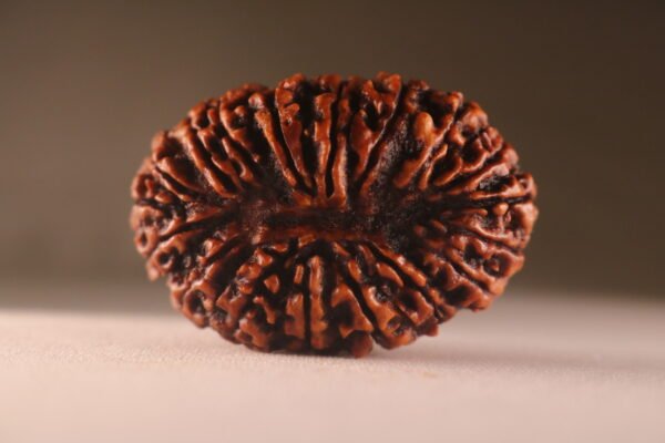 18 Mukhi Nepali Rudraksha .Large. Collectors Item .