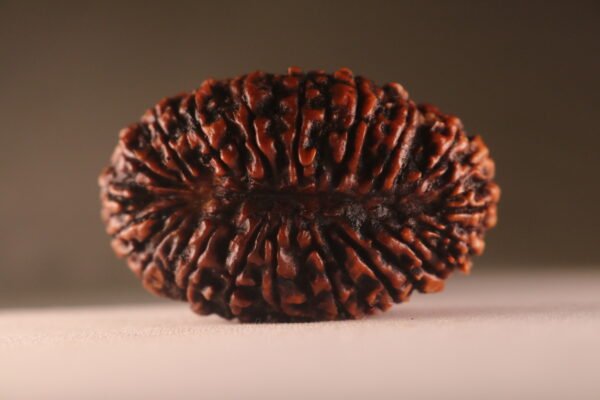 20 Mukhi Nepali Rudraksha. Large. Super Collectors Size. - Image 2