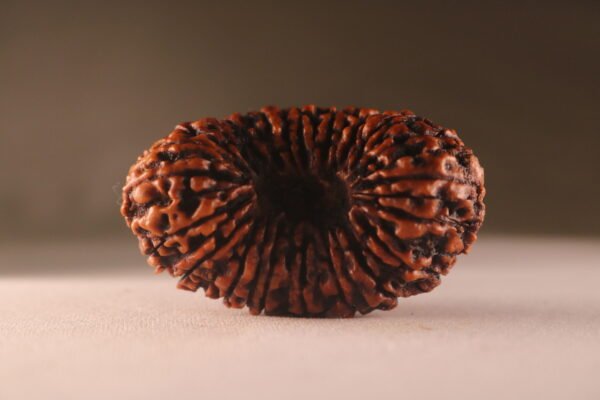 20 Mukhi Nepali Rudraksha. Large. Super Collectors Size.