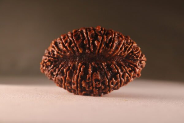 21 Mukhi Nepali Rudraksha. Large Size. Super Collectors - Image 2