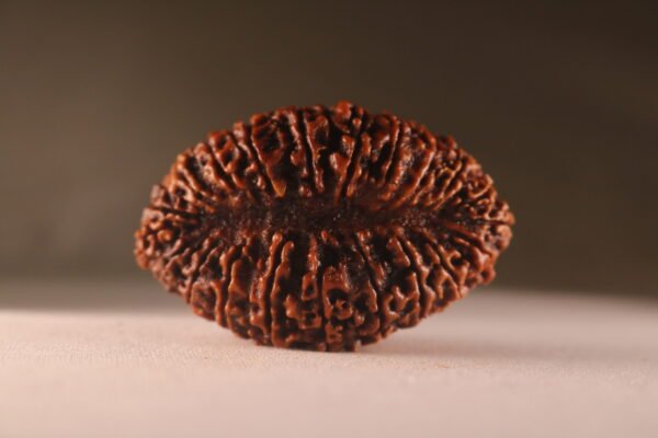 21 Mukhi Nepali Rudraksha. Large Size. Super Collectors - Image 3
