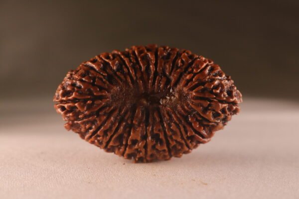 21 Mukhi Nepali Rudraksha. Large Size. Super Collectors