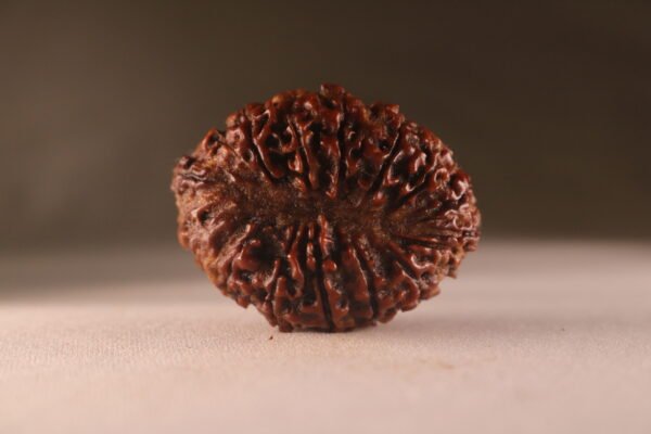 16 Mukhi Nepali Rudraksha. Large Size. Collectors. - Image 2