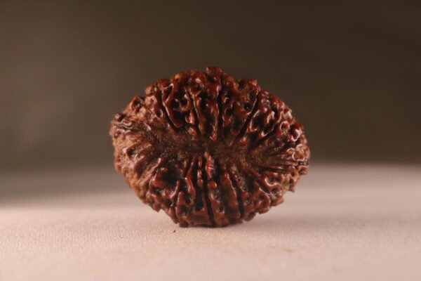16 Mukhi Nepali Rudraksha. Large Size. Collectors. - Image 3
