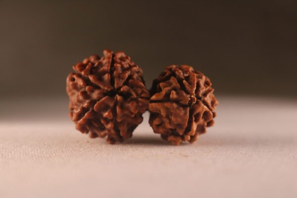 10 Mukhi Nepali Gauri Shankar Rudraksha. Large Size .