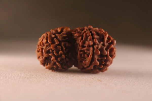 10 Mukhi Nepali Gauri Shankar Rudraksha. Large Size . - Image 3