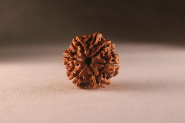 7 Mukhi Nepali Rudraksha. Regular Size. - Image 2