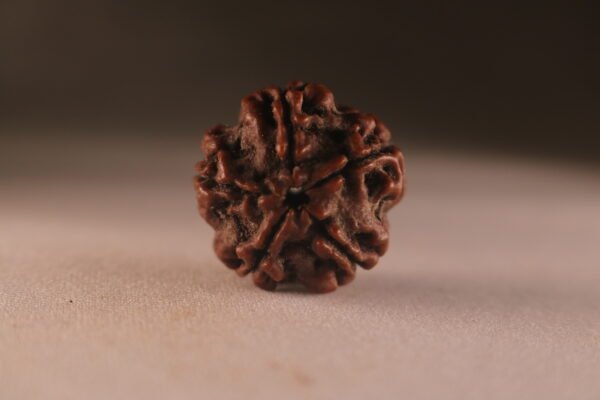 5 Mukhi Nepali Rudraksha - Image 3
