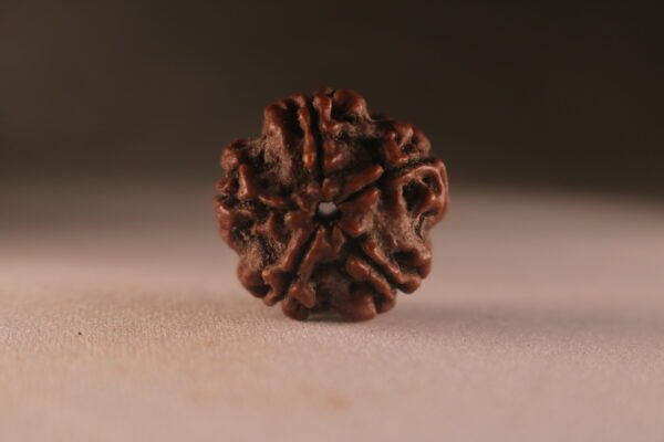 5 Mukhi Nepali Rudraksha