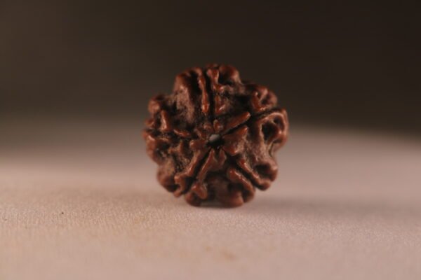 5 Mukhi Nepali Rudraksha - Image 2