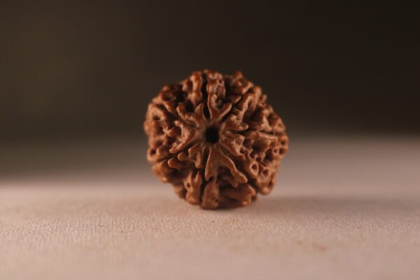 7 Mukhi Nepali Rudraksha. Regular Size.