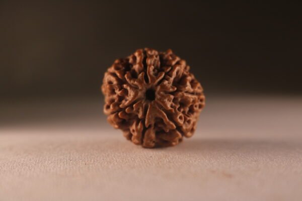 7 Mukhi Nepali Rudraksha. Regular Size. - Image 3