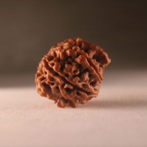 7 Mukhi Nepali Ganesh Rudraksha