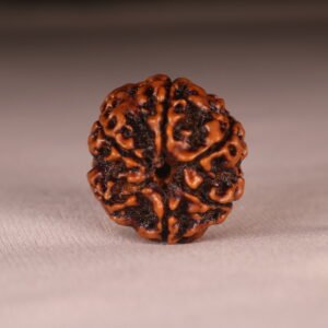 6 Mukhi Nepali Rudraksha. Regular Size