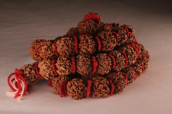 6 Mukhi Kanthi Nepali Rudraksha Necklace - Image 2
