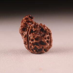 Savar Nag Rudraksha 4 Mukhi